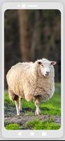 Sheep Ringtones poster