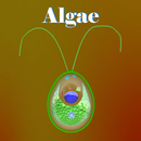 Learn Algae APK