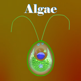 Learn Algae aplikacja