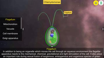Learn Algae скриншот 2