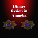 Binary fission in Amoeba APK