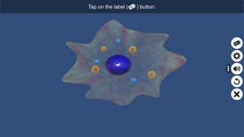 Binary fission in Amoeba постер