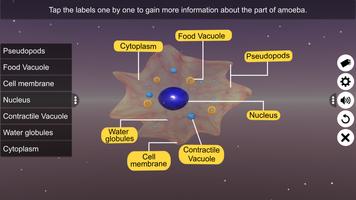 Binary fission in Amoeba скриншот 2