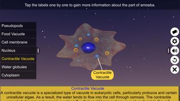 Binary fission in Amoeba скриншот 3