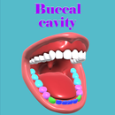 Buccal cavity APK