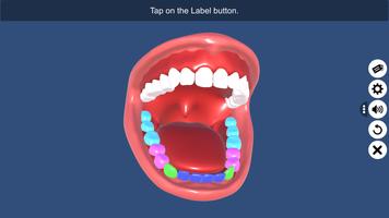 Buccal cavity постер