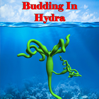 Budding in Hydra иконка