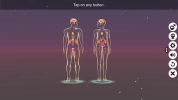Endocrine System постер