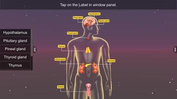 Endocrine System скриншот 1