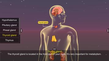 Endocrine System скриншот 2