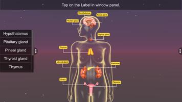 Endocrine System скриншот 3