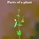 Parts of a Plant APK