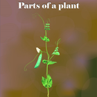 Parts of a Plant আইকন