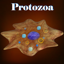 Learn Protozoa APK