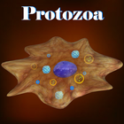 Learn Protozoa icono