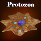 Learn Protozoa иконка