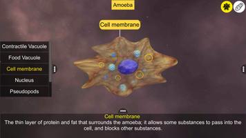 Learn Protozoa captura de pantalla 2