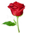 WAStickerApps - Flowers 🌹 Roses