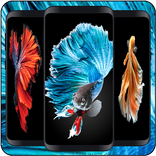 Бетта Фиш Обои