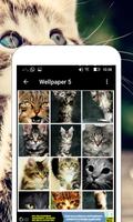 Wallpaper Kucing Lucu & Imut capture d'écran 3