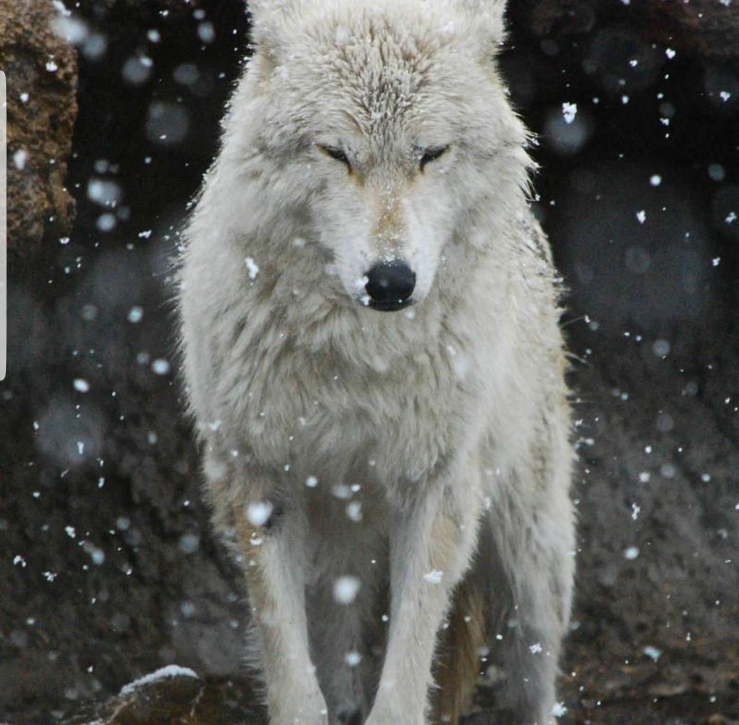 Слово wolf. Волк фото. Волк одиночка фото картинки. Я одинокий волк. Фото на аву волк одиночка.