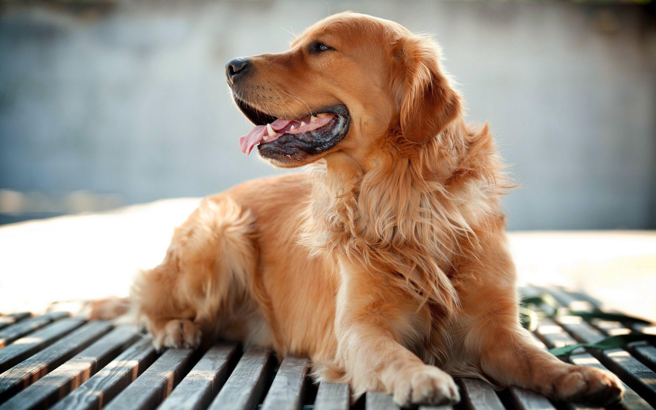 Terrier Dog Puppy - Free photo on Pixabay Puppies, Cute dogs, Dog lovers