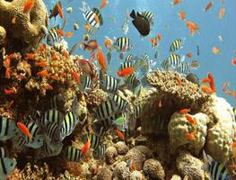 wallpaper onderwaterwereld hD screenshot 3