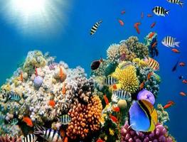 wallpaper onderwaterwereld hD screenshot 1