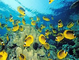 wallpaper onderwaterwereld hD screenshot 2