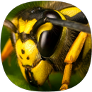 Sons Wasp APK