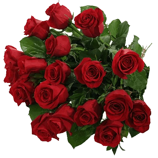 Roses Stickers For Whatsapp APK 1.0 Download for Android – Download Roses Stickers For Whatsapp APK Latest Version - APKFab.com