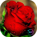 Roses Images GIF
