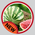 Watermelon Plant Diseases