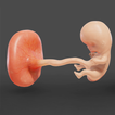 Idle Fetus Arcade आइकन