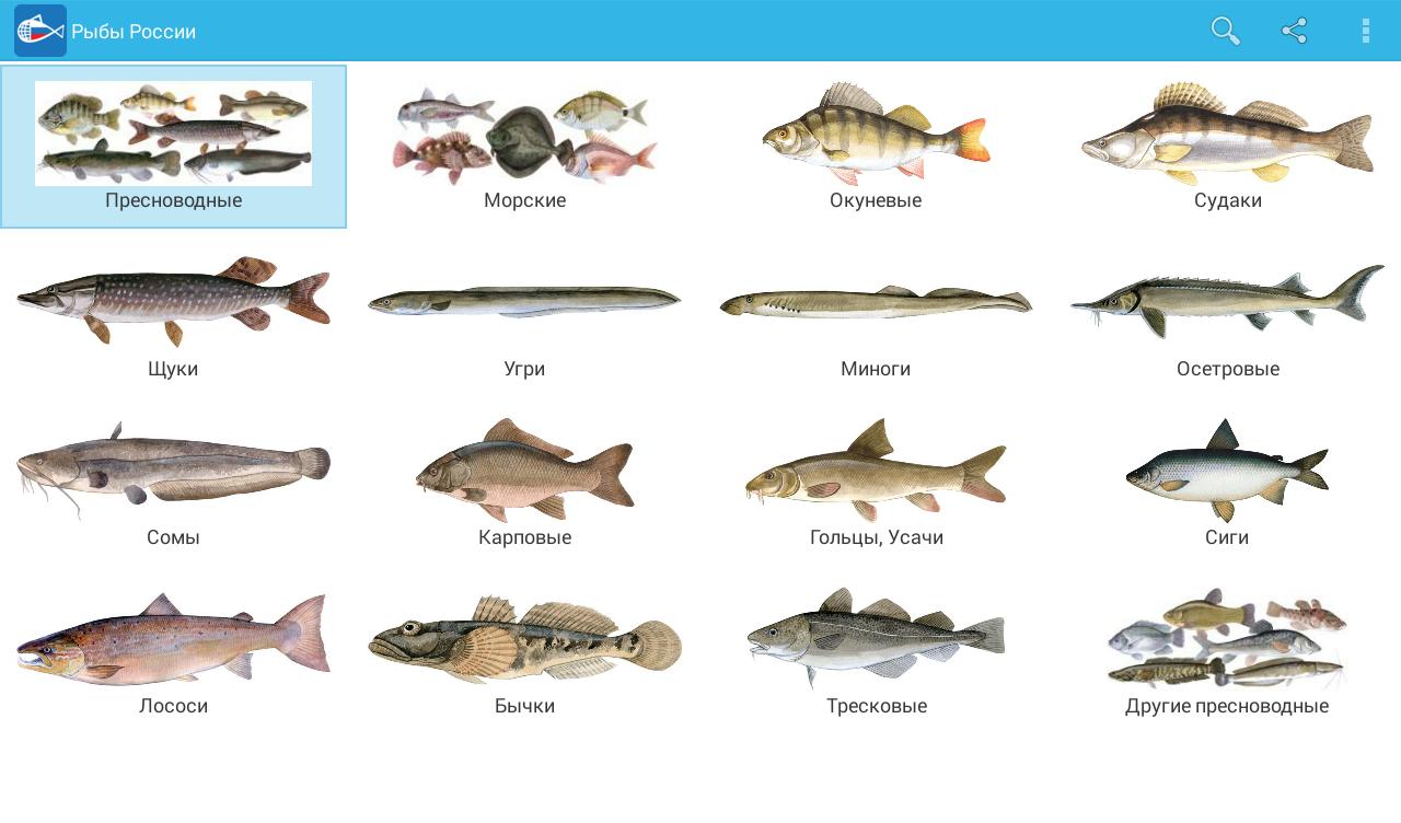 К какой породе рыб относится. Рыба тресковых пород перечень. Рыба тресковых пород перечень название. Пресноводные рыбы названия. Речные рыбы названия.