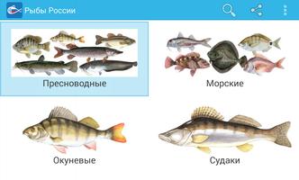 Рыбы России Affiche