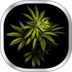 Marijuana Fond D'écran Animé