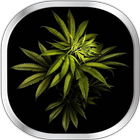 Marihuana Tapety Na Żywo ikona