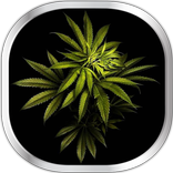 Weed Live Wallpaper