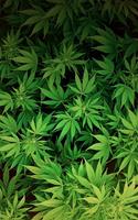 Ganja Gambar Animasi screenshot 1