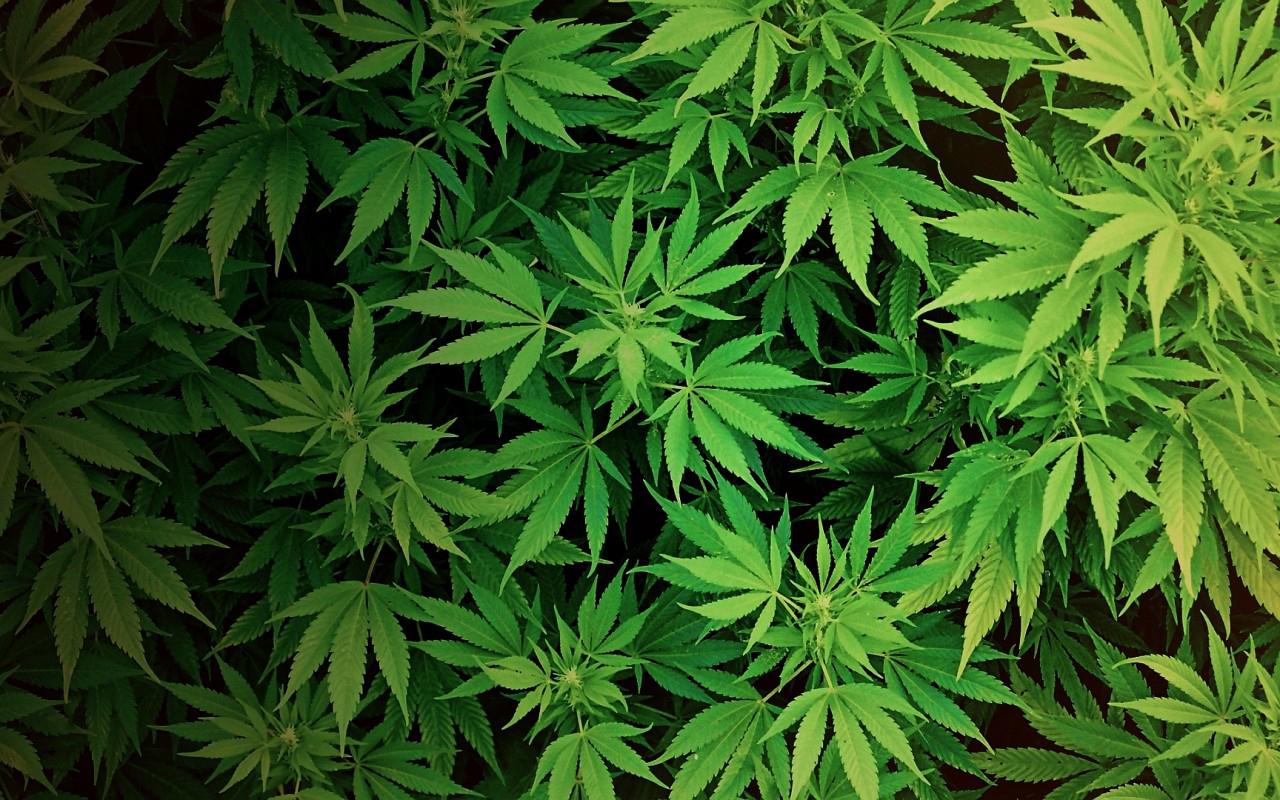 Weed Live Wallpaper APK 22.0 Download for Android – Download Weed Live