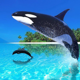 Whale Live Wallpaper biểu tượng