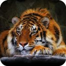Tiger Wallpaper APK