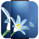 White Flower Wallpaper APK