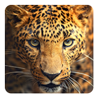 Wild animals Live Wallpaper آئیکن