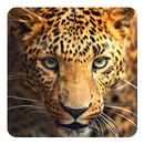 Wild animals Live Wallpaper APK