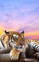 Wild animals Live Wallpaper اسکرین شاٹ 2