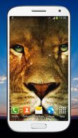 Lion sauvage Fond d'écran HD Affiche