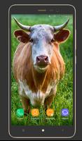 Animals Wallpapers اسکرین شاٹ 2