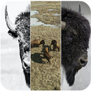 Wallpaper for Bison APK